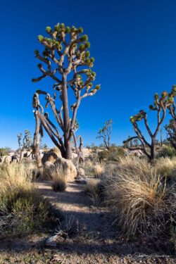 Joshua Portrait - Mojave National Park