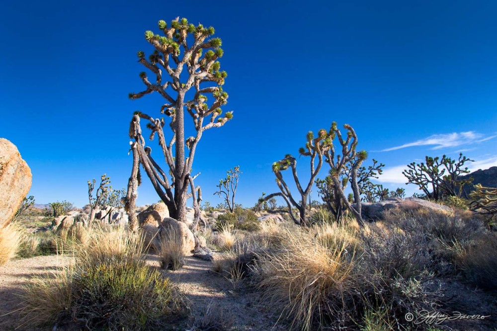 Joshua Tree - Mojave National Park