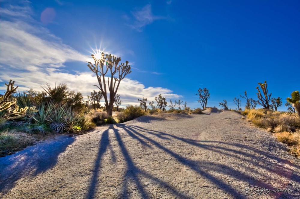 Joshua Shadow - Mojave National Park