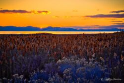 Last Sun Whiterock Bay - Antelope Island State Park - Utah