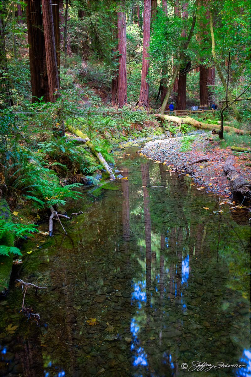 Muir Woods Reflection