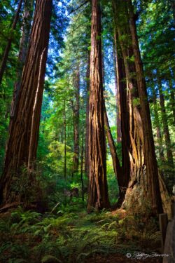 Muir Woods Majesty