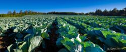 Cabbage Rows - Portland, Oregon