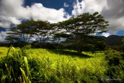 Sun Drenched Grass - Kaua'i