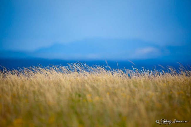 Golden Grass In Summer