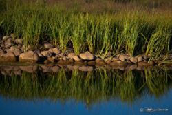 Grass And Rock Reflection