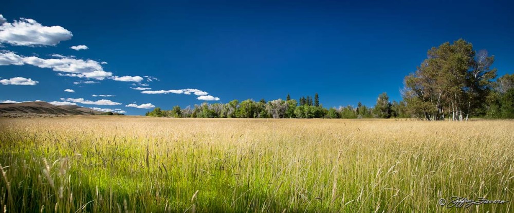 Grassy Meadow