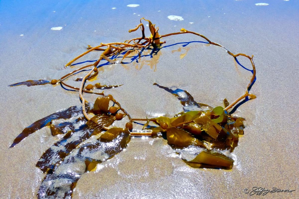 Seaweed And Sand
