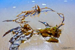 Seaweed And Sand