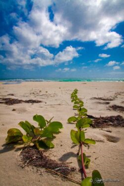 Beach Vine