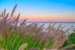 Foxtail Sunset - Malibu, California