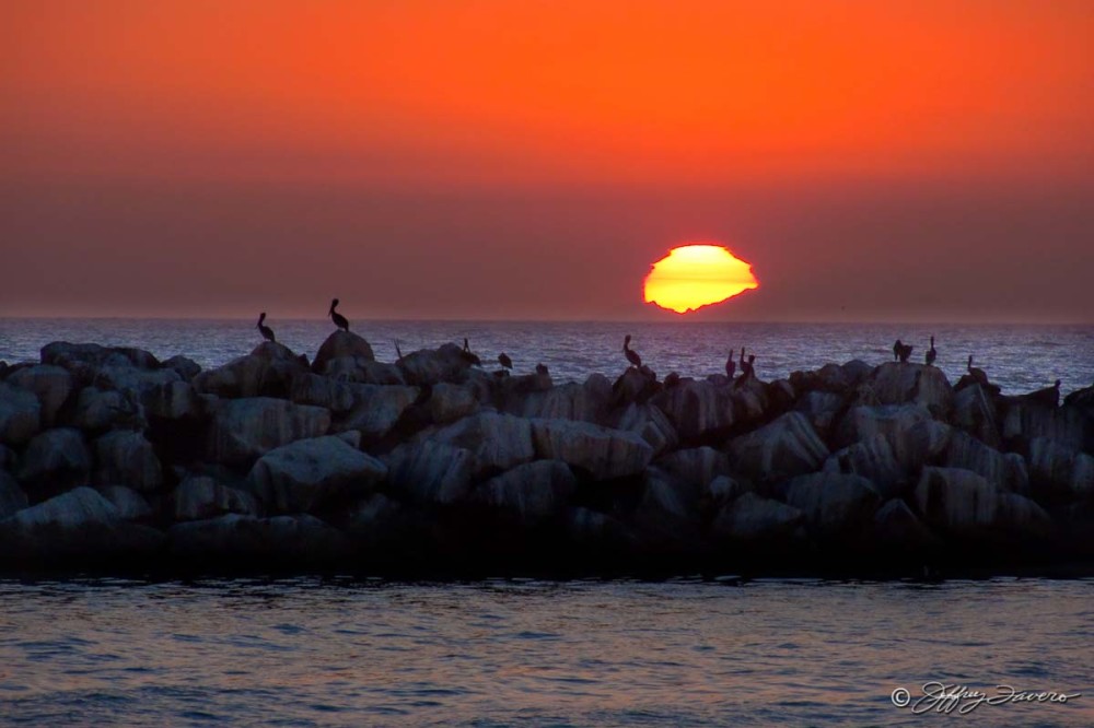 Pelican Sunset - Channel Islands National Park - California