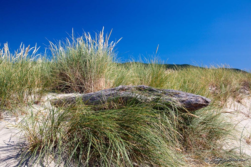 Beach Grass - Pacific Coast