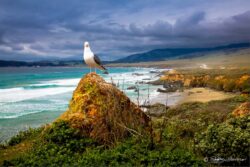 San Simeon Seagull