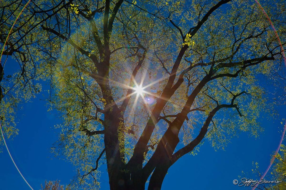 Sun Through Spring Leaves