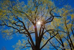 Spring Leaves - Lester Park