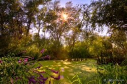 Still Green Water Sunset