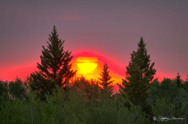 Fiery Sunset Amidst Pines