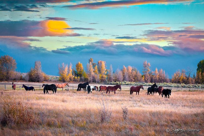 Fall Horses And Mules
