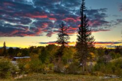 Early Fall Pines And Clouds