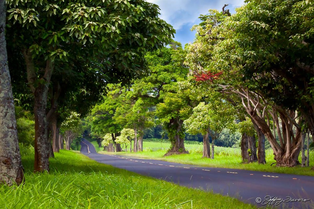 Tree Lined Road - Kaua'i, HI