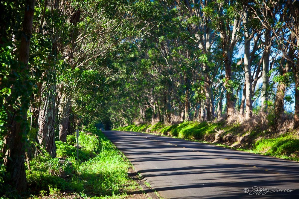 Kaua'i Tree-Lined Road