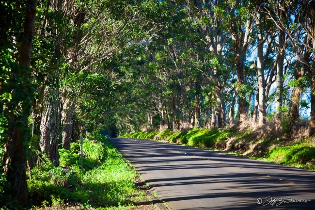 Kaua'i Tree-Lined Road