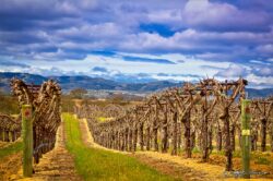 Paso Robles Vineyard