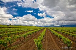 Bakersfield Grape Vines