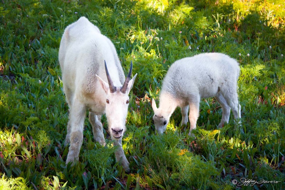 Timpanogos Mountain Goats