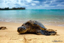 Northshore Secret Beach - Tortoise