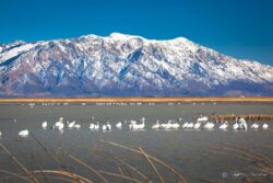 Pelicans - Bear River Bird Refuge