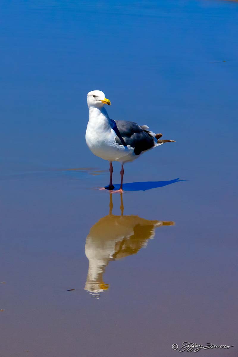 Pacific Coast Seagull
