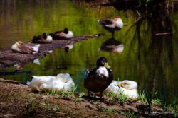 Beus Pond Geese And Ducks