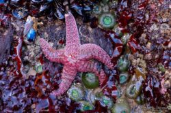 Low Tide At The Oregon Coast