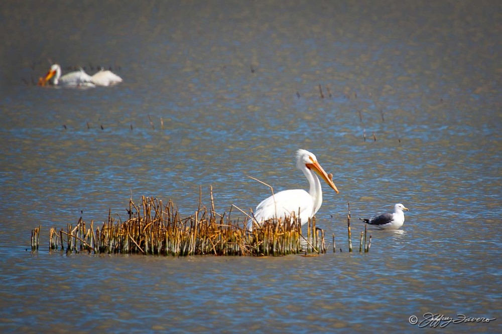 Pelican - Seagull