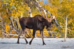 Friendly Fall Moose