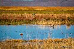 Bear River Bird Refuge