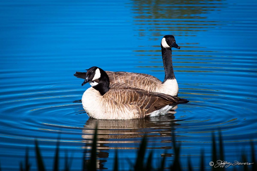 Feathered Couple