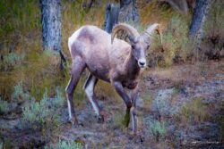 Rocky Mountain Bighorn Sheep