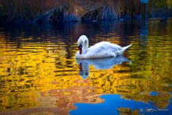 Beus Pond Swan