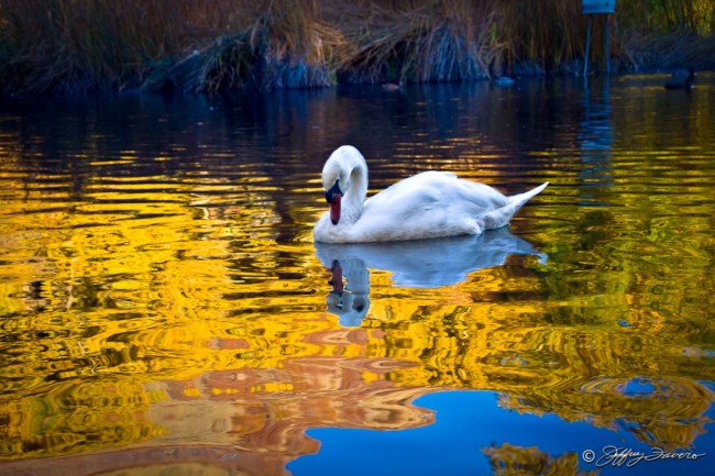 Beus Pond Swan