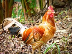 Kaua'i Rooster
