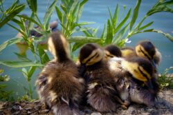 Ducklings