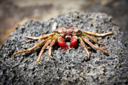 Colorful Crab