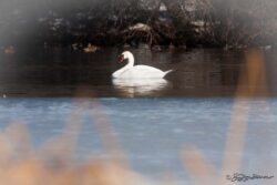 Winter Swan