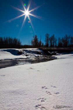 Winter Sun Over Animal Tracks