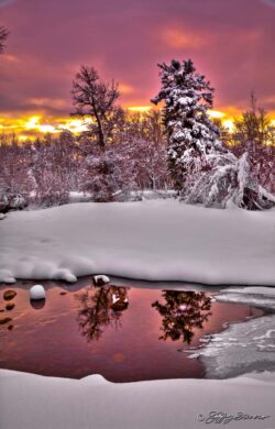 Winter Reflection