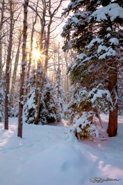 Afternoon Winter Sun Through Trees