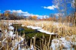 Winter Cattails and Color